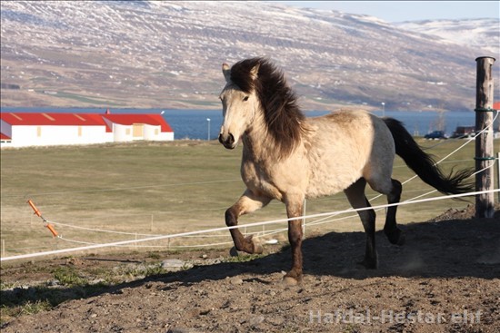 Demantur frá Hraukbæ Demantur frá Hraukbæ