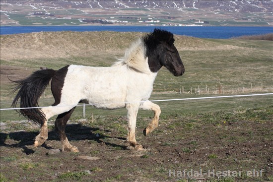 Gormur frá Glæsibæ 2 Gormur frá Glæsibæ 2