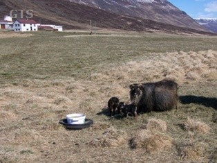 Gráleit með lömbin sín