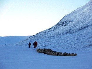 Bergærnar reknar heim