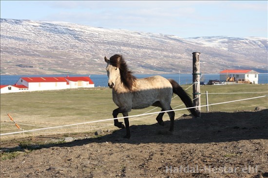 Demantur frá Hraukbæ Demantur frá Hraukbæ