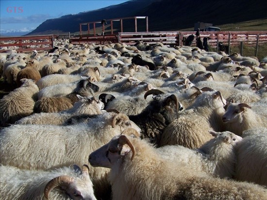 Í Staðarbakkarétt