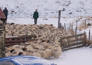 Sigurður og Hákon á eftir ánum