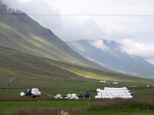 Síðustu rúllurnar settar í stæðuna